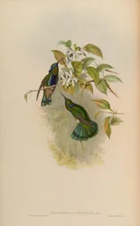 Petasophora coruscans